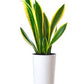 Snake plant ( yellow and green tone)