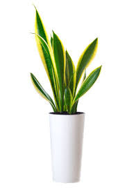 Snake plant ( yellow and green tone)
