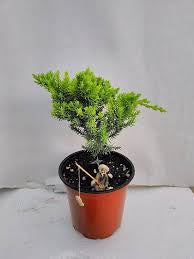 Juniper Bonsai in 4” growing pot assorted