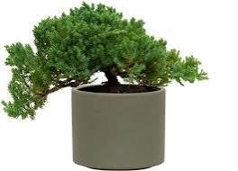 Juniper 7/8”pot assorted