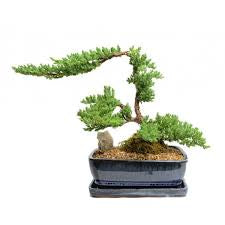 Juniper 7/8”pot assorted