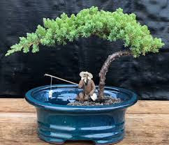 Juniper 7/8”pot assorted