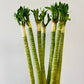 Lotus lucky bamboo (bundle of three)