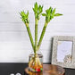 Lotus lucky bamboo (bundle of three)