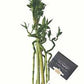 Lotus lucky bamboo (bundle of three)