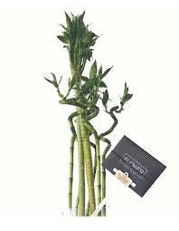 Lotus lucky bamboo (bundle of three)