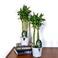 Lotus lucky bamboo (bundle of three)
