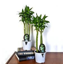 Lotus lucky bamboo (bundle of three)