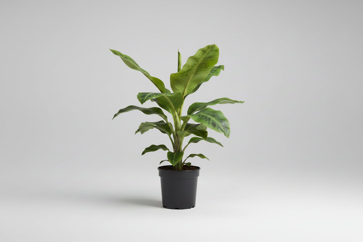 Banana Tree Plant (Musa) in a 6 inch grower container