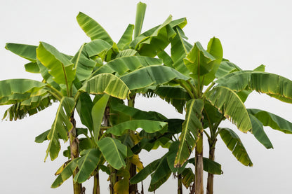Large Banana Tree Plant 3–4 Feet Tall in 10” Grower Pot | Live Tropical Indoor Outdoor Banana Plant