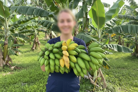 Large Banana Tree Plant 3–4 Feet Tall in 10” Grower Pot | Live Tropical Indoor Outdoor Banana Plant