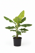 Large Banana Tree Plant 3–4 Feet Tall in 10” Grower Pot | Live Tropical Indoor Outdoor Banana Plant