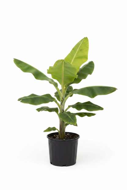 Large Banana Tree Plant 3–4 Feet Tall in 10” Grower Pot | Live Tropical Indoor Outdoor Banana Plant