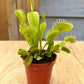 Venus fly trap 2” pot