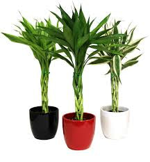 Lucky Bamboo Elegant Twist 9 sticks