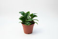 ZZ Zenzi (6" Grower Container) – Compact, Low-Maintenance Indoor Plant for Modern Spaces