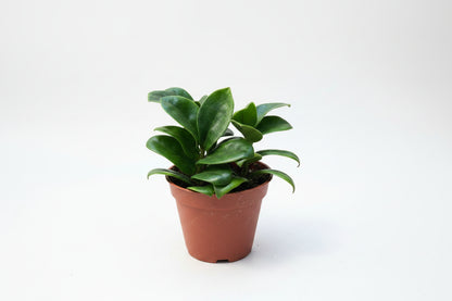 ZZ Zenzi (6" Grower Container) – Compact, Low-Maintenance Indoor Plant for Modern Spaces