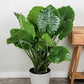 Alocasia (planter not included)assorted