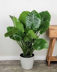 Alocasia (planter not included)assorted