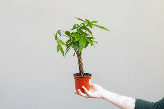 Money Tree Plant (Pachira Aquatica) – Available in 4", 6", and 10" Grower Container