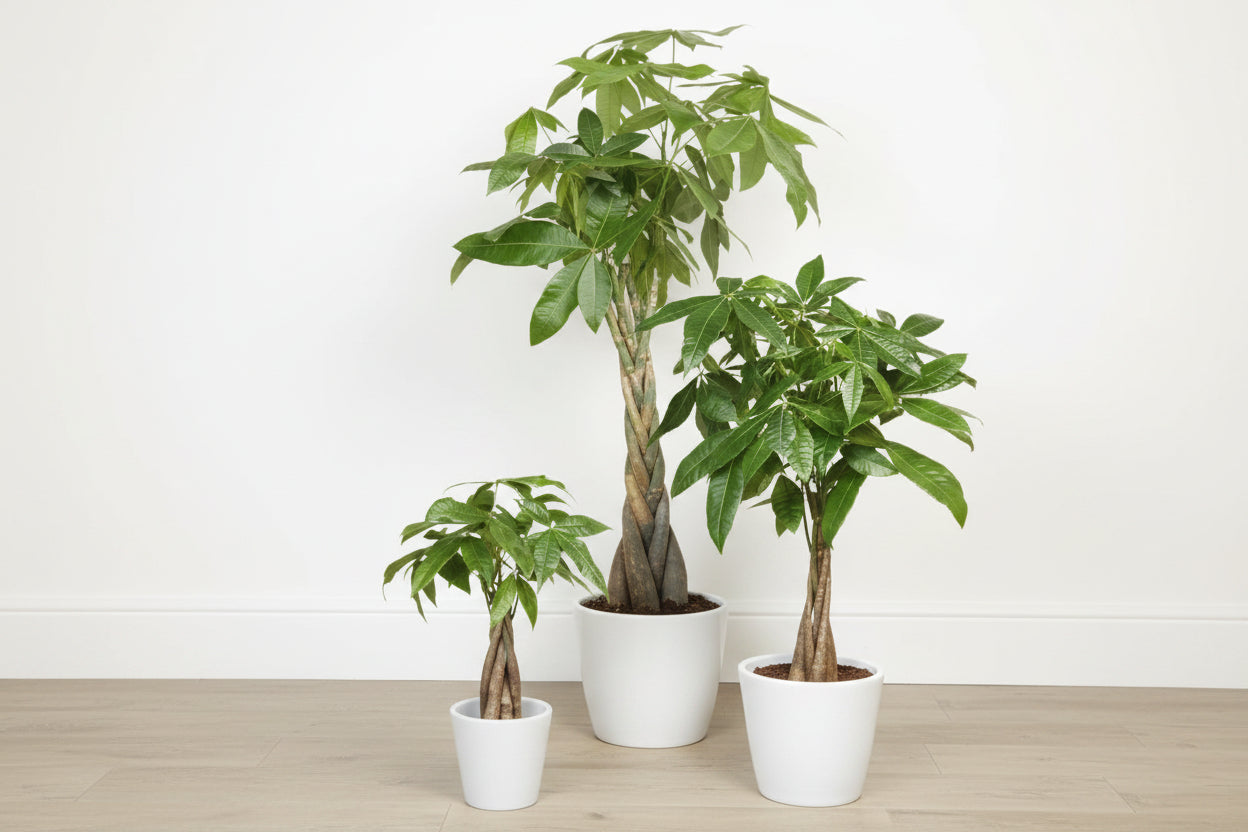 Money Tree Plant (Pachira Aquatica) – Available in 4", 6", and 10" Grower Container