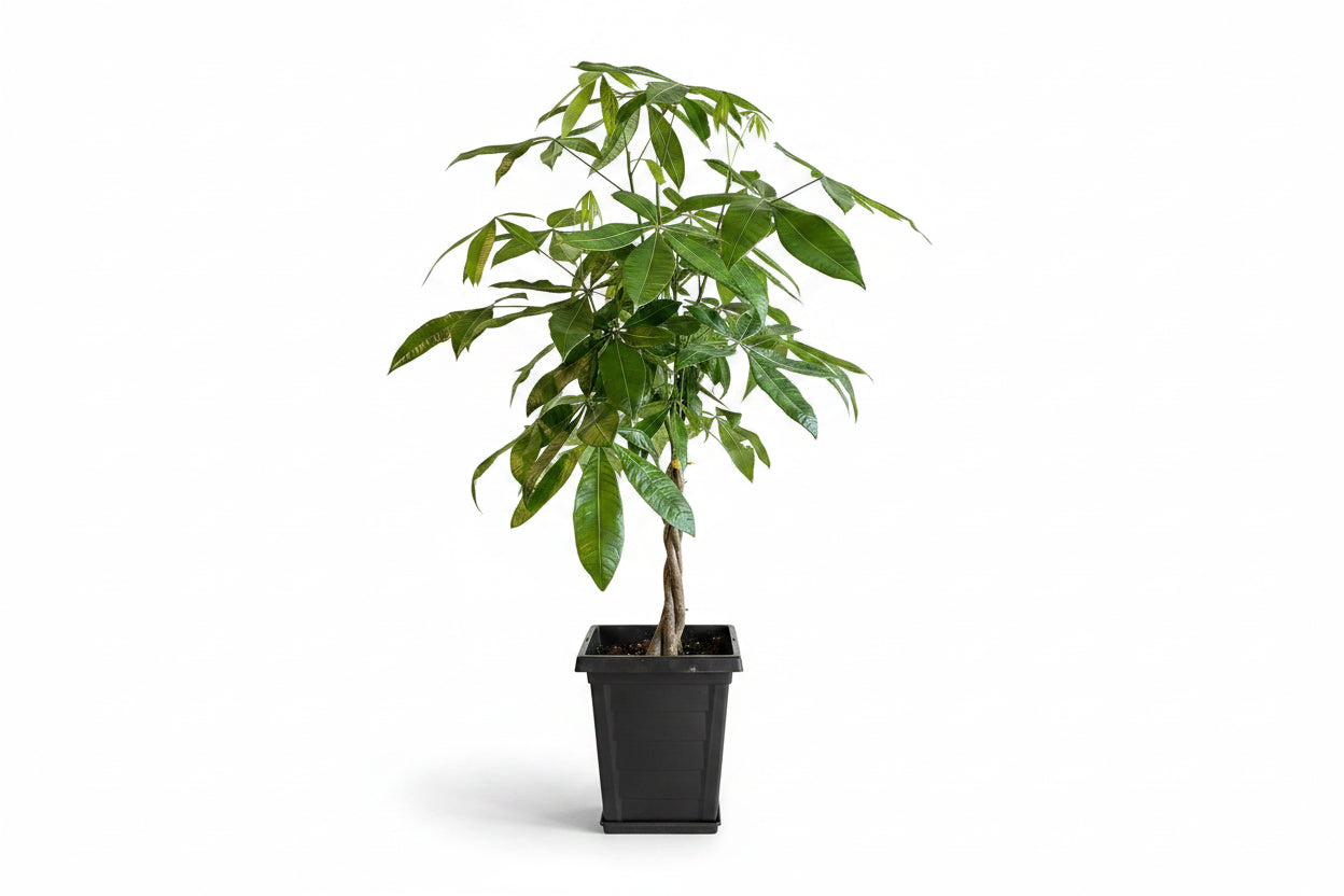 Money Tree Plant (Pachira Aquatica) – Available in 4", 6", and 10" Grower Container