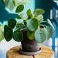 Pilea Plant