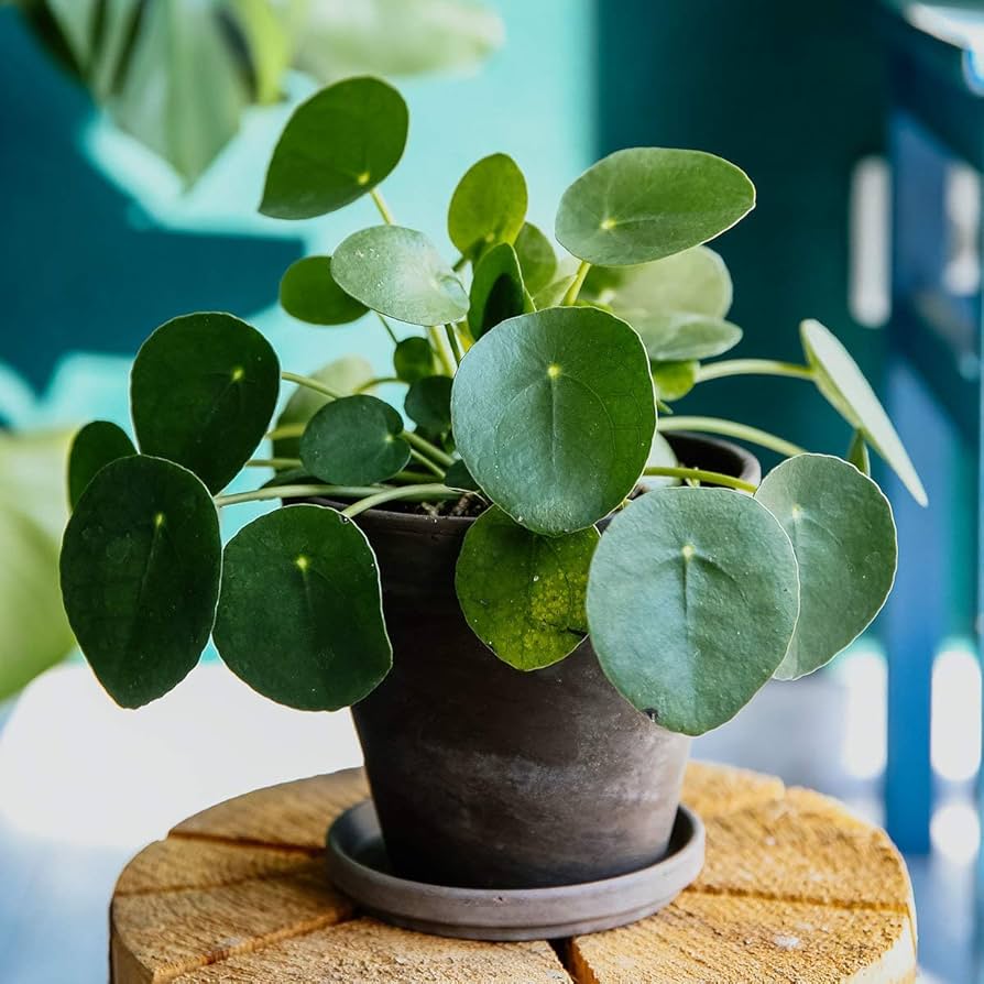Pilea Plant