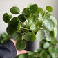 Pilea Plant