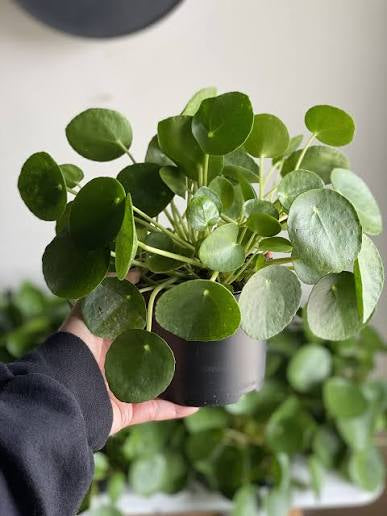 Pilea Plant