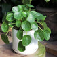 Pilea Plant