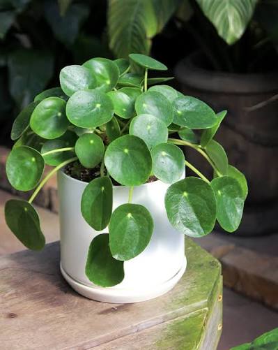 Pilea Plant