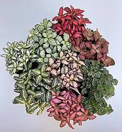 Fittonia