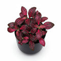 Fitonia 6” assorted (grower container)