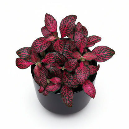 Fittonia
