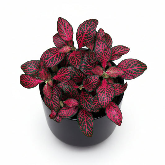 Fitonia 6” assorted (grower container)