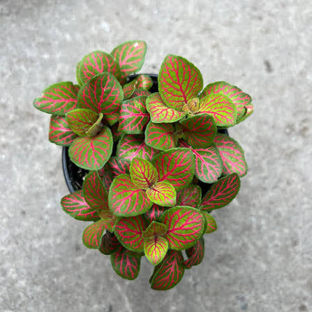Fittonia