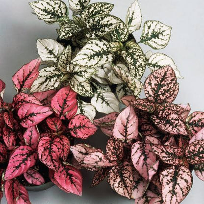 Polka Dot Plant assorted