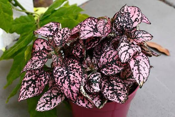 Polka Dot Plant assorted