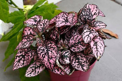 Polka Dot Plant assorted