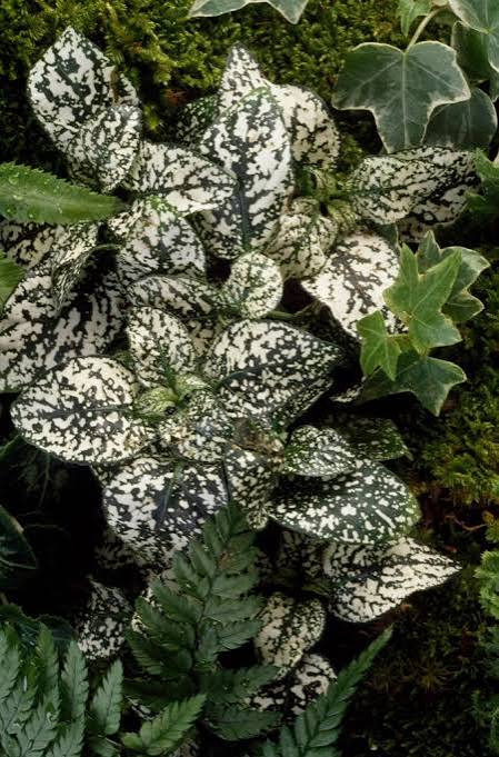 Polka Dot Plant assorted