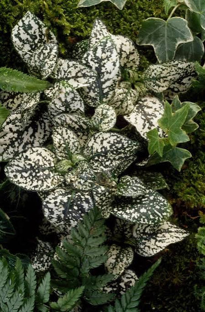 Polka Dot Plant assorted