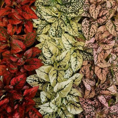 Polka Dot Plant assorted