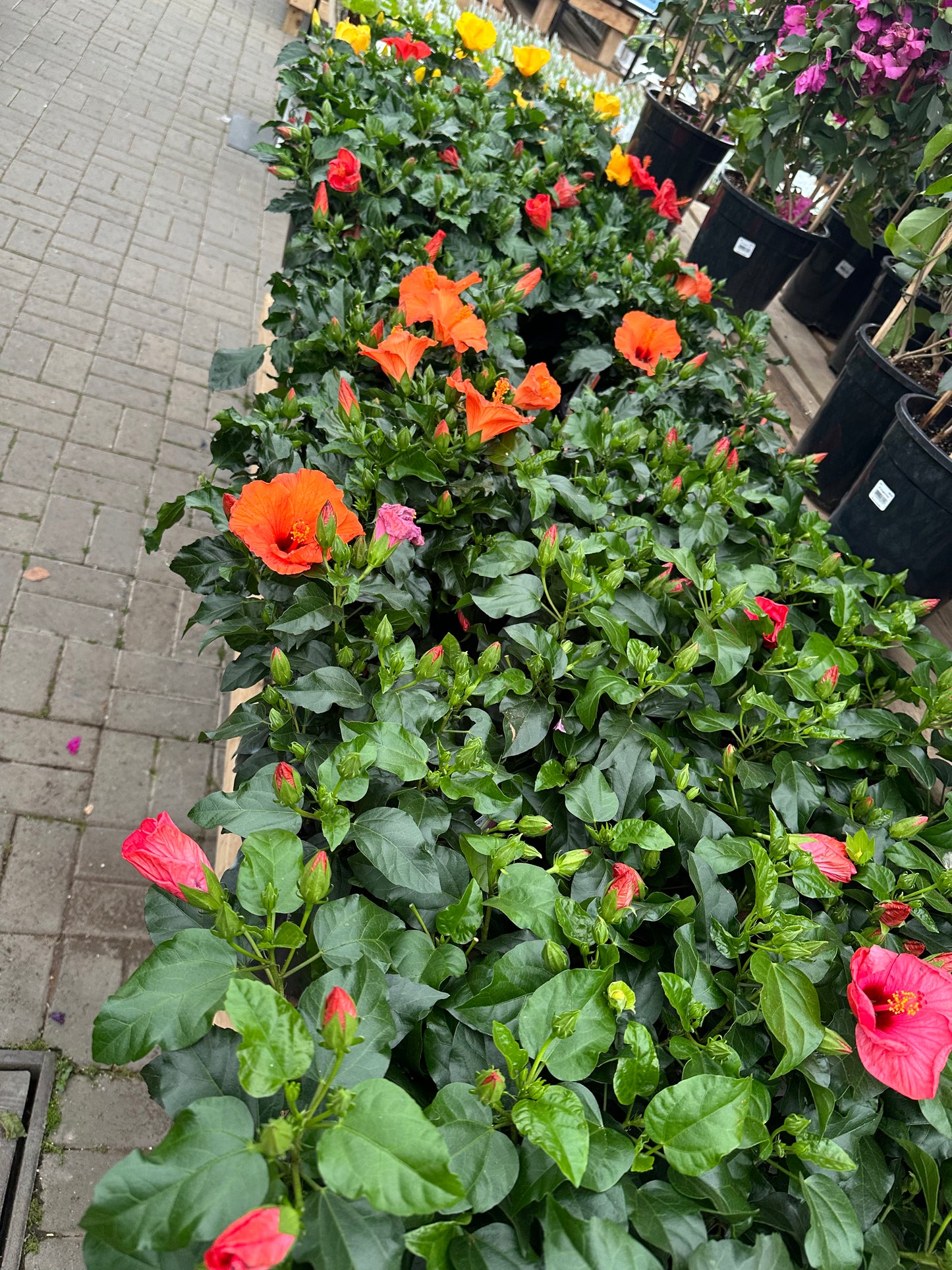 Hibiscus 6”