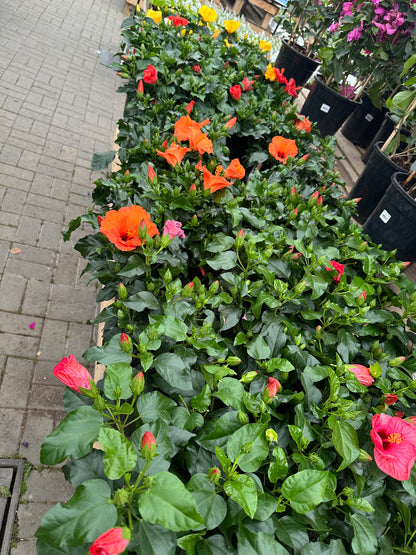 Hibiscus 6”