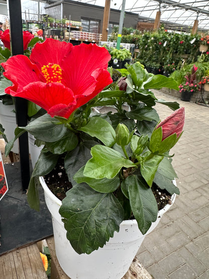 Hibiscus 6”