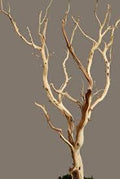 Manzanita sandblast 4’/5’