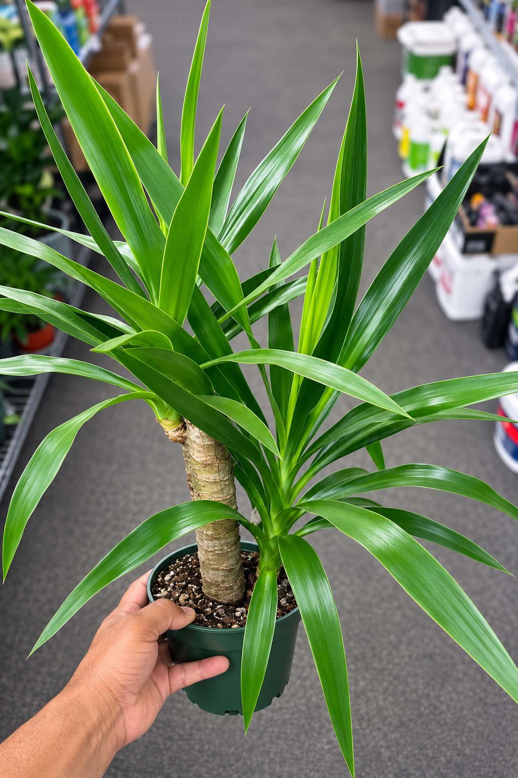 Dracaena Corn Plant /yucca cane(Dracaena Fragrans ‘Massangeana’) – Yellow Stripe and all green Indoor Plant