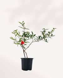 Pomegranate plant 6” pot