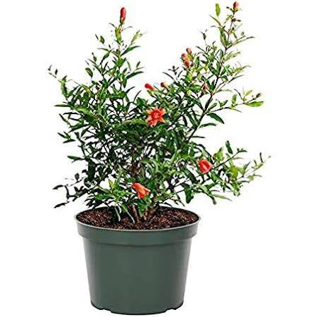 Pomegranate plant 6” pot